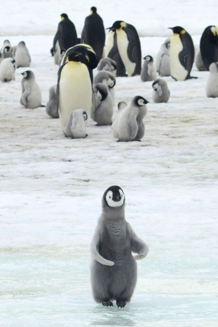 El ping&Atilde;&frac14;ino emperador puede pesar entre 20 y 45 kilos, es el m&Atilde;&iexcl;s grande de las 18 especies
