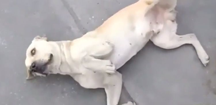 Randy llegÃ³ a la gasolinera hace tres aÃ±os, herido y hambriento (Foto: Captura de pantalla ADN40)