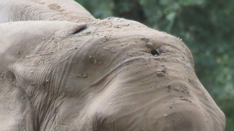 "Pretty Boy", el elefante que recibió un balazo en la cabeza y caminó durante días hasta encontrar ayuda