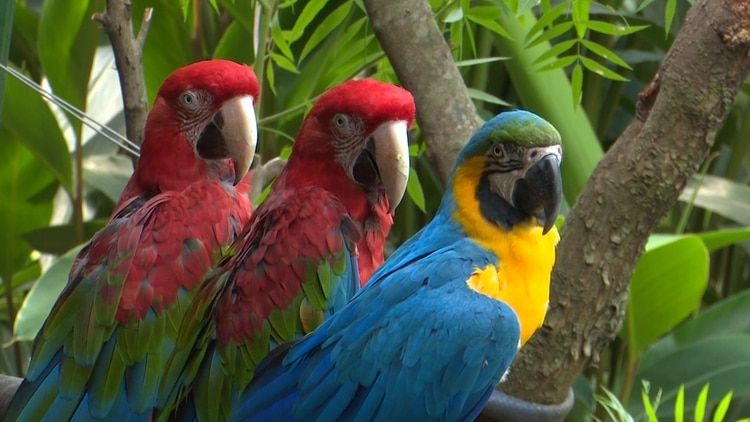 Por los incendios en la Amazonia, los jaguares en Bolivia están al borde de la extinción