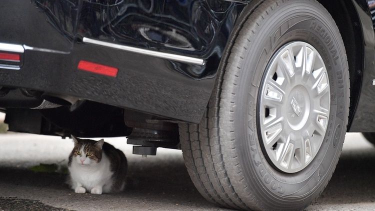 Larry, el gato de Downing Street, se sentÃ³ debajo de âLa Bestiaâ, el Cadillac blindado del presidente de los Estados Unidos Donald Trump, el 4 de junio de 2019,Â durante el segundo dÃ­a de su visita de Estado de tres dÃ­as al Reino Unido. (Reuters)