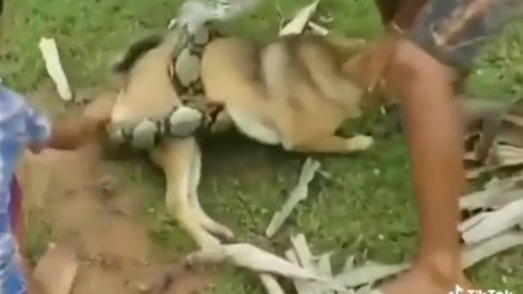 La brutal lucha a muerte de un perro contra una cobra para salvar a su familia en Filipinas