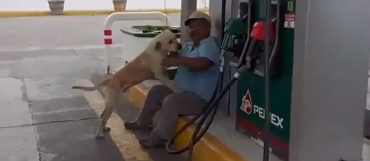 Los empleados del establecimiento reÃºnen dinero para costear sus gastos veterinarios (Foto: Video ADN40)