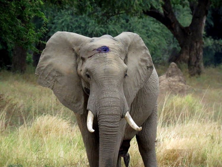 "Pretty Boy", el elefante que recibió un balazo en la cabeza y caminó durante días hasta encontrar ayuda