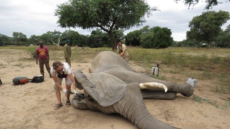 "Pretty Boy", el elefante que recibió un balazo en la cabeza y caminó durante días hasta encontrar ayuda