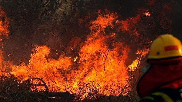 Por los incendios en la Amazonia, los jaguares en Bolivia están al borde de la extinción