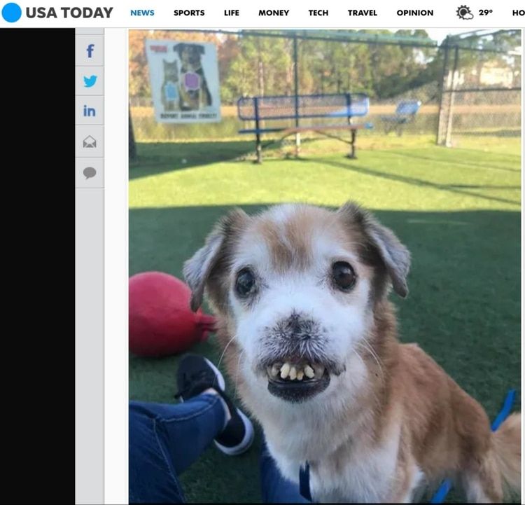 El sitio âUSA TODAYâ compartiÃ³ la historia de Sniffles