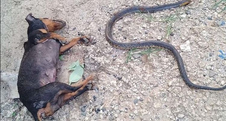 La brutal lucha a muerte de un perro contra una cobra para salvar a su familia en Filipinas