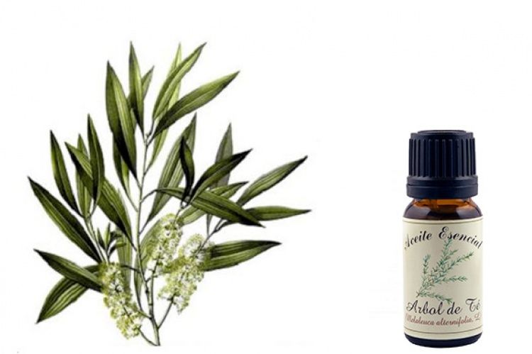 Resultado de imagen para Ãrbol de té