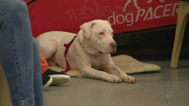 perro acostado sobre un tapete en el suelo dentro de una prisión