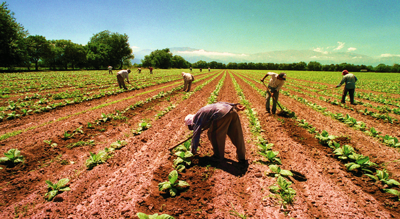 Resultado de imagen para agricola