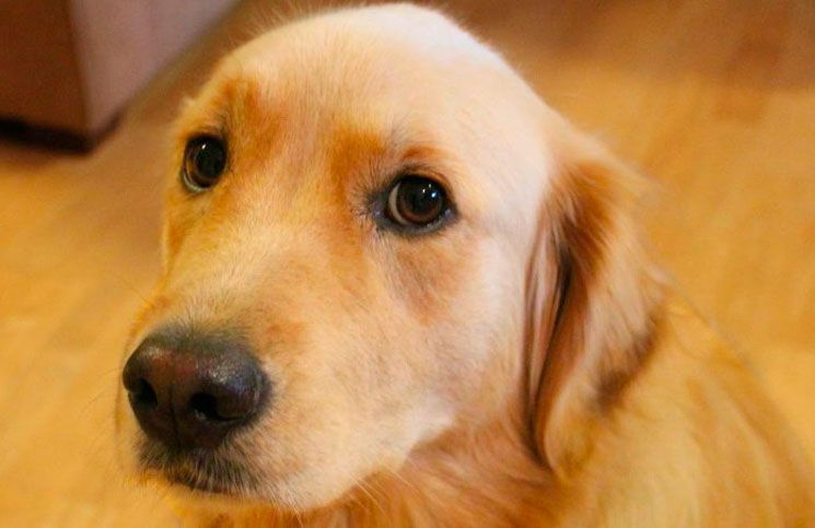 El hombre dio instrucciones a su pareja sobre el cuidado del perro.