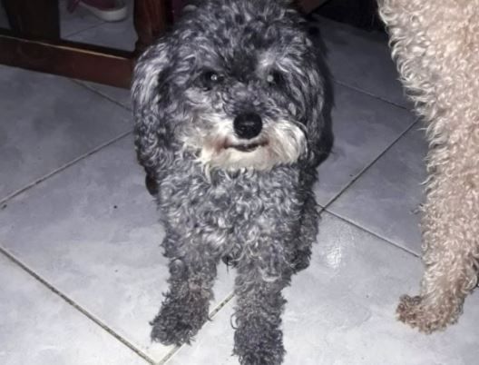 Un nene con autismo ofrece su bicicleta para que le devuelvan a su perro: “Un mes sin verte Tito te extraño”