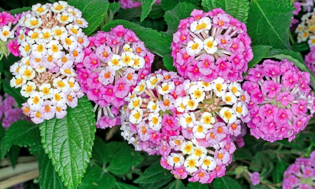 Florece todo el año y soporta el sol intenso: la lantana es la aliada perfecta para jardines sostenibles y de bajo mantenimiento. Florece todo el año y soporta el sol intenso: la lantana es la aliada perfecta para jardines sostenibles y de bajo mantenimiento.