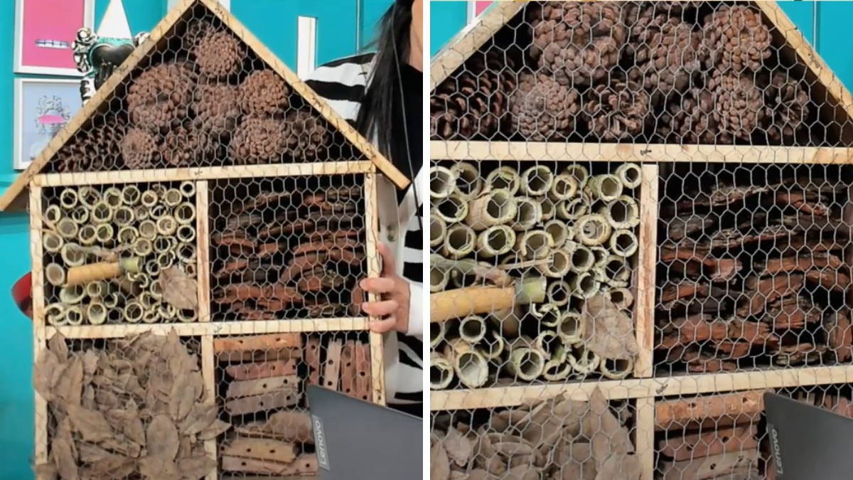 Qué es un hotel de insectos, para qué sirve y cómo hacer uno en casa