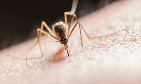 alerta mundial por el temible virus chandipura que ya mato a 59 personas: cuales son sus sintomas alerta mundial por el temible virus chandipura que ya mato a 59 personas: cuales son sus sintomas