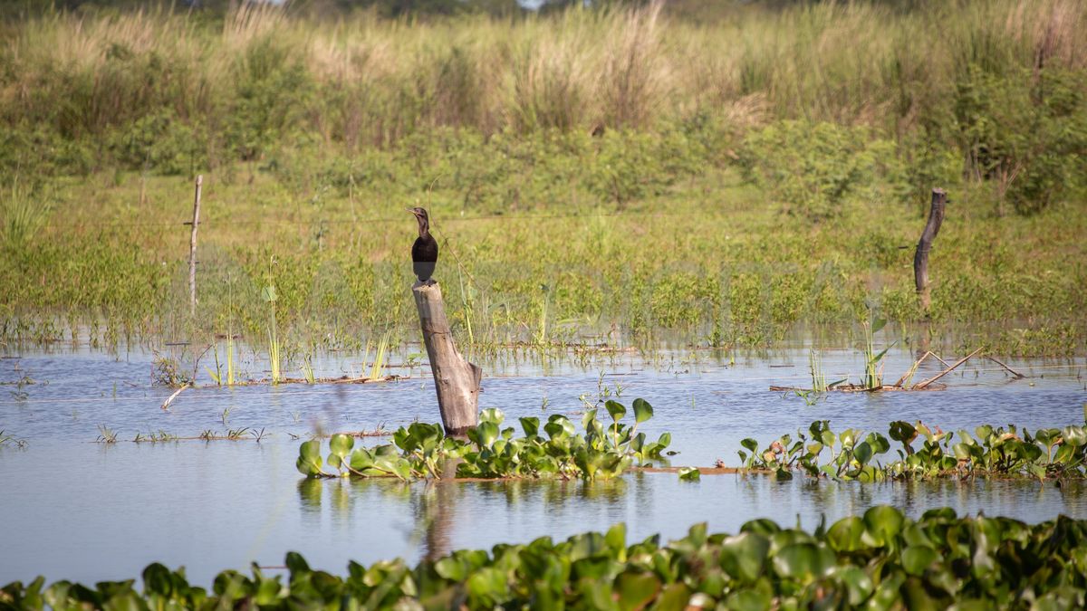 La provincia tiene tres humedales de rango internacional o sitios Ramsar: el Jaaukanigás (foto)