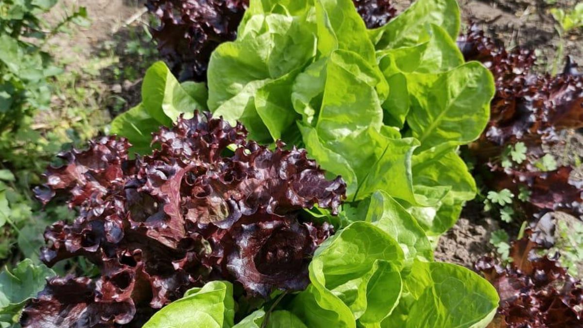 El Policl&iacute;nico de barrio Centenario se ubica en Pietranera 3164.