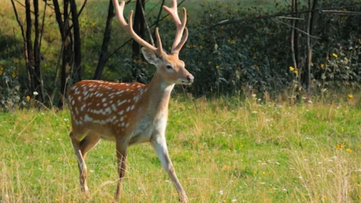 Un&nbsp; hombre de 91 años murió al ser atacado por un ciervo en una finca en España.
