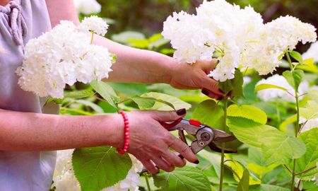 La propagación por esquejes es el método preferido por los jardineros para obtener clones exactos de sus Hortensias favoritas. La propagación por esquejes es el método preferido por los jardineros para obtener clones exactos de sus Hortensias favoritas.