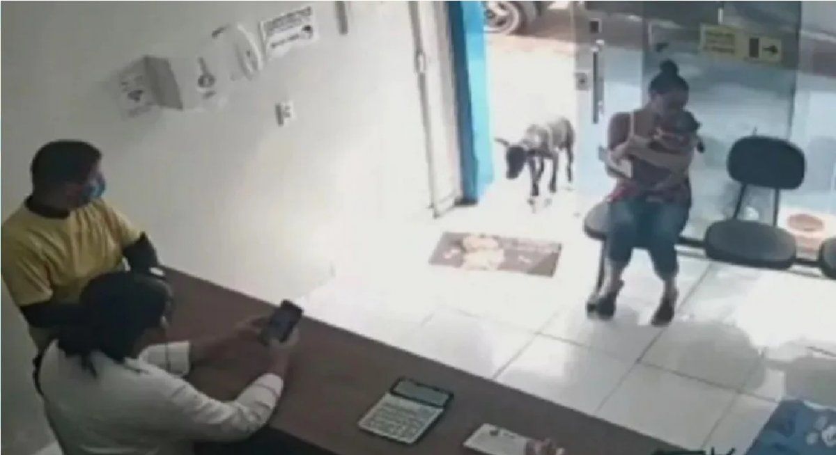 La historia del perro que fue solo a una veterinaria para que lo atiendan