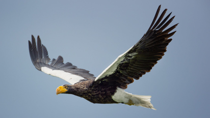 Qué significa el refrán águila no caza mosca