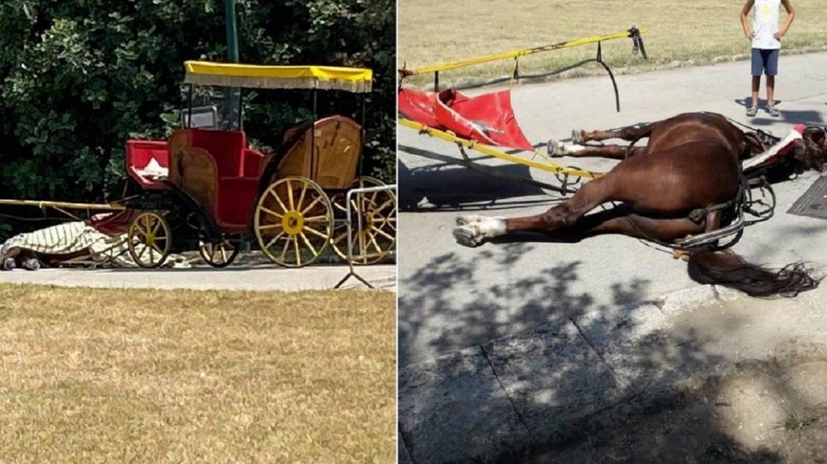 Un caballo murió en plena calle mientras tiraba de un carruaje