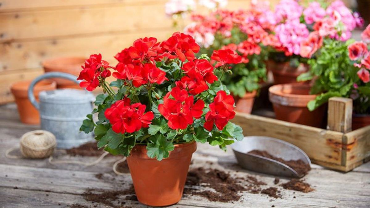 Monty Don, jardinero: La gente riega demasiado, eso mata más plantas que la sequía