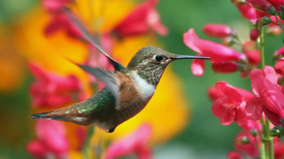 Diferencias entre un colibrí y un picaflor