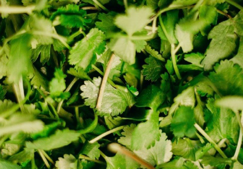 Remedio casero de cilantro