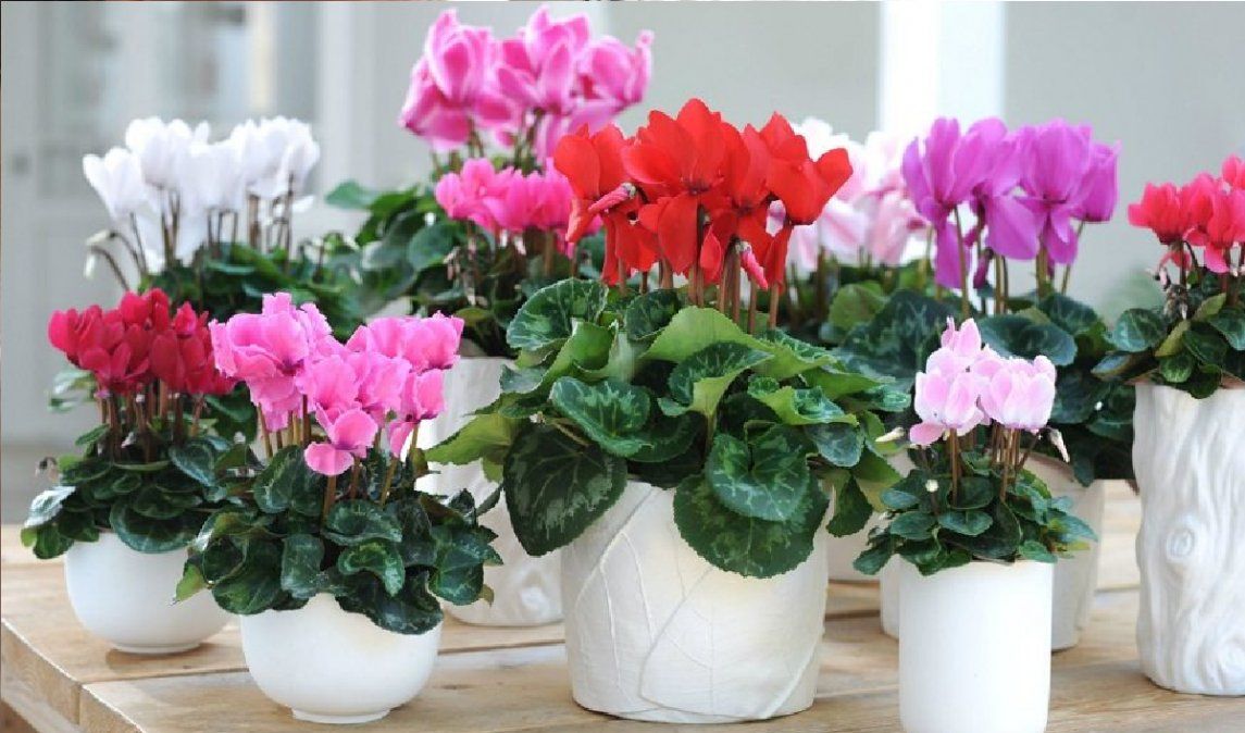 Plantas que dan flores todo el año