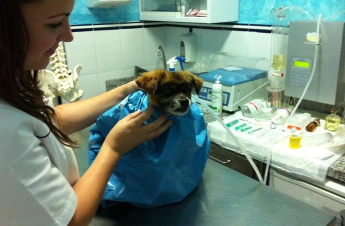 Antes de realizar ozonoterapia, consultá con tu veterinario clínico. Antes de realizar ozonoterapia, consultá con tu veterinario clínico.