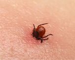 china: al menos 7 muertos y 60 contagios por un virus transmitido por la garrapata china: al menos 7 muertos y 60 contagios por un virus transmitido por la garrapata