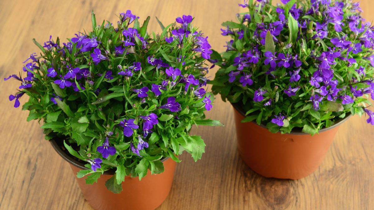 La lobelia resiste con el paso del tiempo. La lobelia resiste con el paso del tiempo.