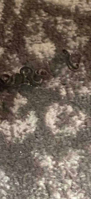 Trish Wilcher encontró serpientes debajo de su cama.