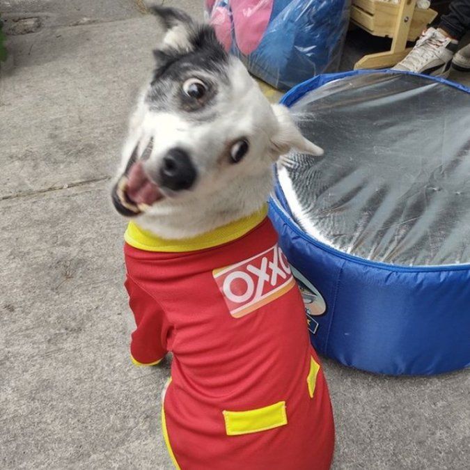 Algunos usuarios de las redes sociales se molestaron porque la perra