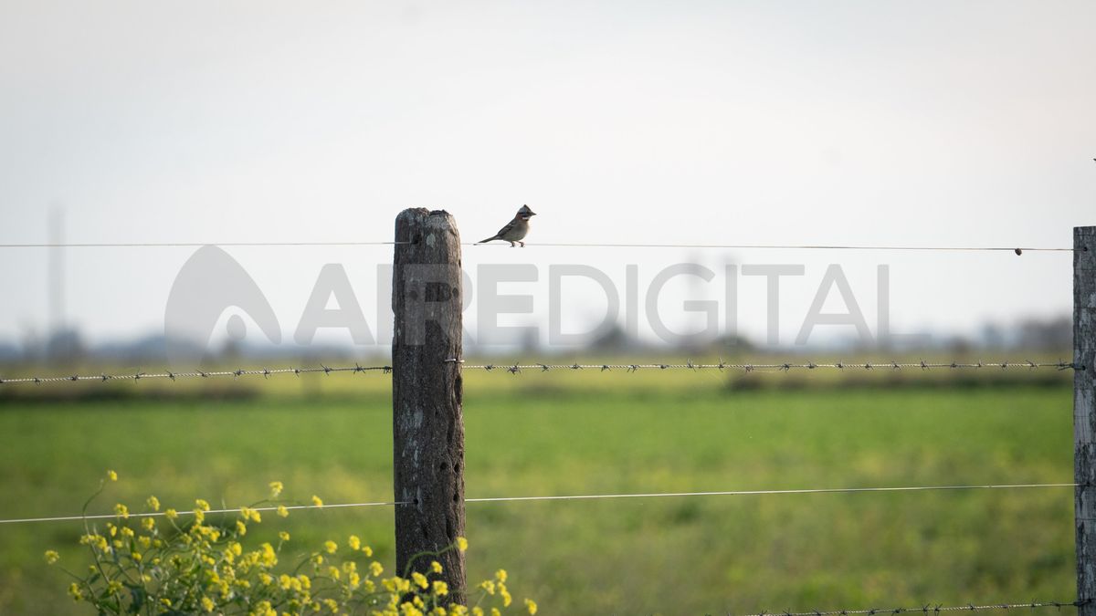 Cuando se explora con tranquilidad, en el paisaje del campo santafesino se descubren verdaderas postales. Cuando se explora con tranquilidad, en el paisaje del campo santafesino se descubren verdaderas postales.