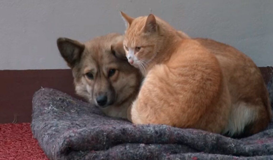 El emotivo video ya es viral en YouTube