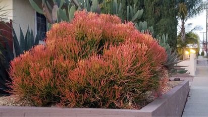 Plantas que no necesitan sombra: opciones ideales para pleno sol