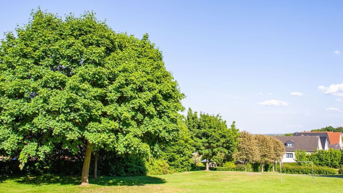 El árbol para casas chicas: no levanta el piso