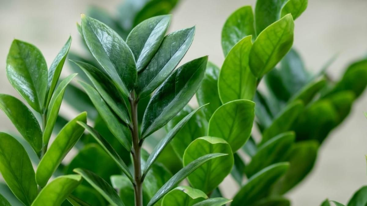 ¿Buscás una planta que resista todo? La Zamioculca es la reina de la supervivencia y la elegida por los santafesinos que aman el verde sin complicaciones.