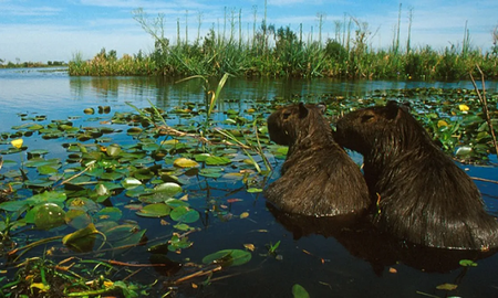 Día Mundial de los Humedales: estos ecosistemas son clave para la biodiversidad y el clima. Día Mundial de los Humedales: estos ecosistemas son clave para la biodiversidad y el clima.