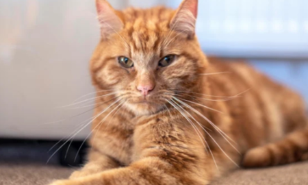 El gato que viajó 64 kilómetros para reencontrarse con su familia. El gato que viajó 64 kilómetros para reencontrarse con su familia.