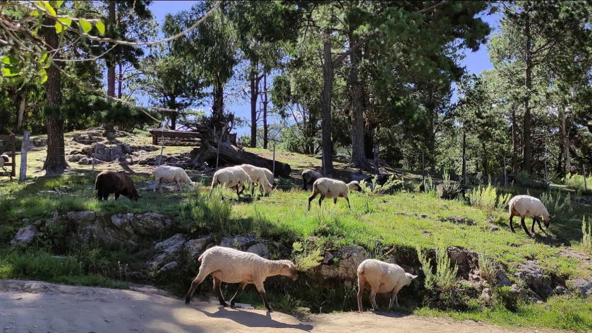 Villa Alpina se encuentra en el Valle de Calamuchita y ofrece una experiencia única para los más aventureros. Villa Alpina se encuentra en el Valle de Calamuchita y ofrece una experiencia única para los más aventureros.