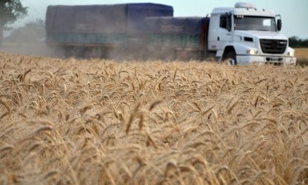 Los empresarios agropecuarios esperan una campaña de trigo con expectativas positivas, a pesar de las incertidumbres climáticas y económicas. Los empresarios agropecuarios esperan una campaña de trigo con expectativas positivas, a pesar de las incertidumbres climáticas y económicas.