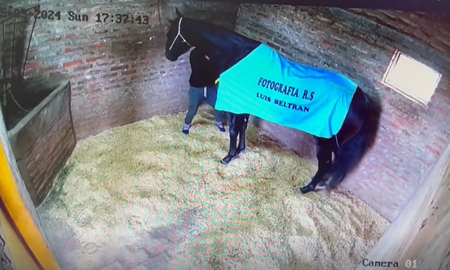 Un cuidador mató a un caballo de carrera de sangre pura. Un cuidador mató a un caballo de carrera de sangre pura.