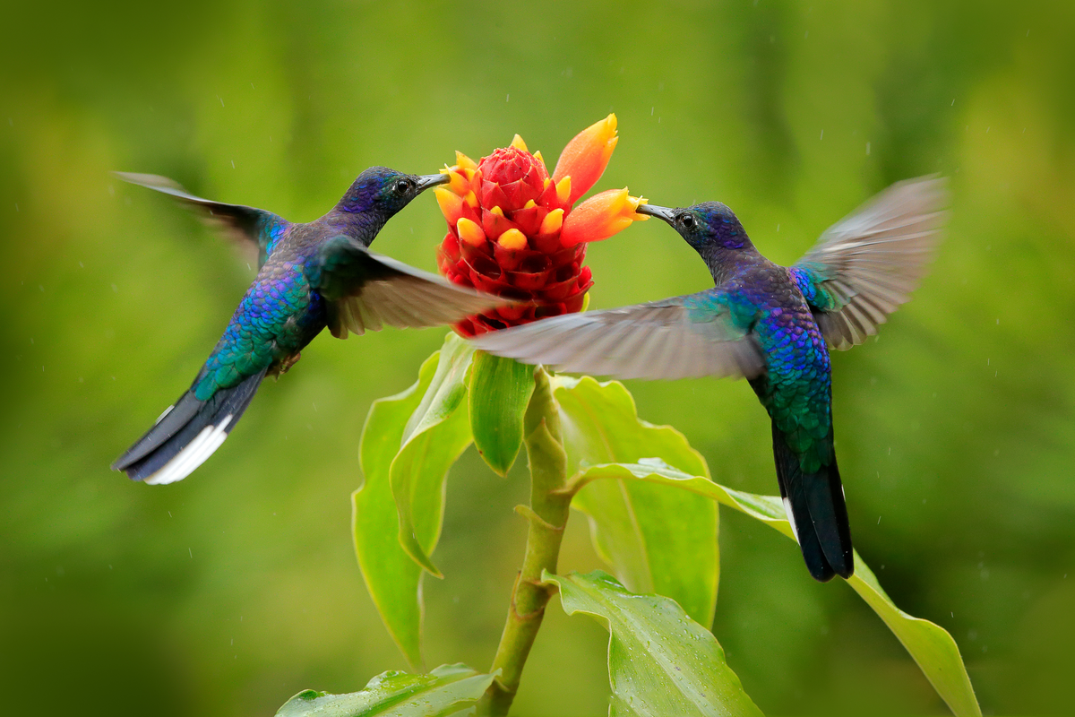 El colibrí es una de las aves más queridas en todas partes del mundo.