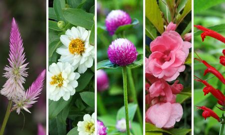 Estas flores transforman el jardín en un espacio lleno de color antes del verano. Estas flores transforman el jardín en un espacio lleno de color antes del verano.