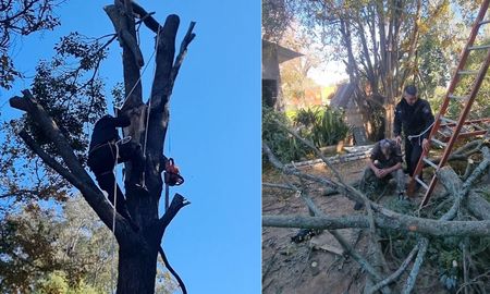 El momento en que los rescatistas trepan al árbol para liberar al hombre, que seguía colgado con la motosierra encendida.