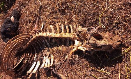 abigeato: ganaderos de coronda denuncian desproteccion en las islas del parana abigeato: ganaderos de coronda denuncian desproteccion en las islas del parana